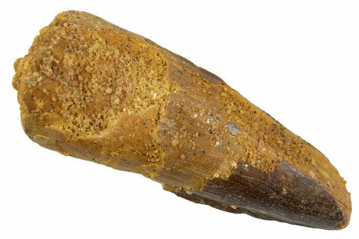 Juvenile Fossil Spinosaurus Tooth - Real Dinosaur Tooth #345890
